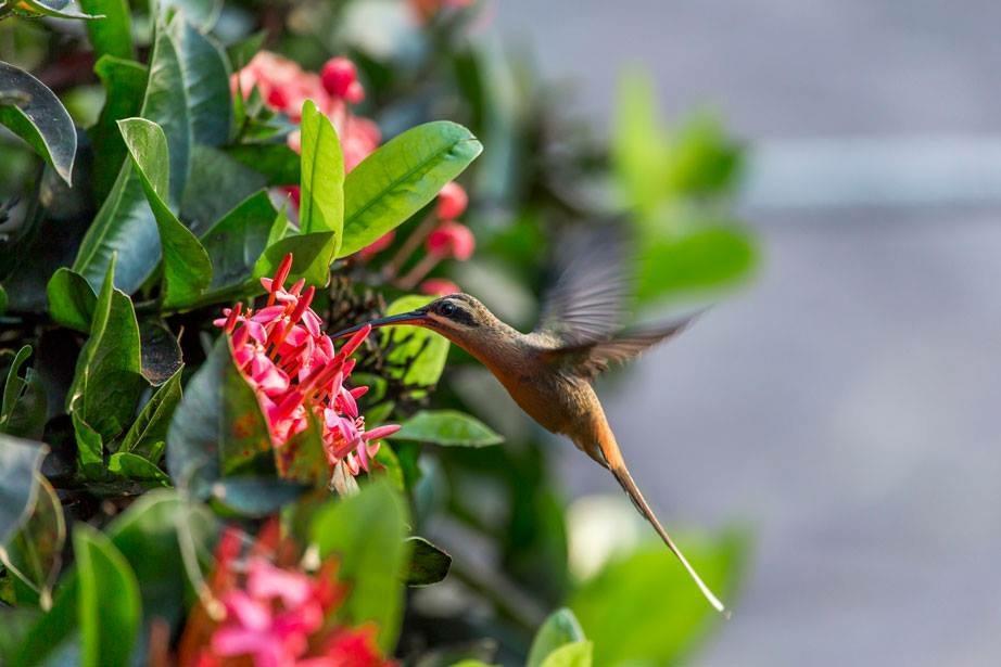 Hotel Fazenda Colibri Amargosa Bagian luar foto